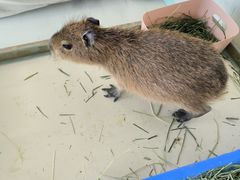 -怪兽屋·羊驼·猫咖·狗咖(俊华广场店)