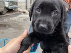 -吉野家(红博中央公园店)