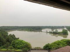 -大湾区中央湿地公园