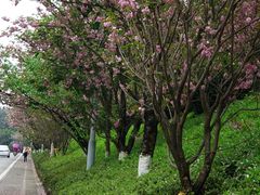 -铁山坪森林公园