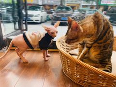 -猫友咖啡店(玉林西路店)