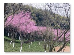 -重庆彩云湖湿地公园