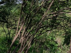 -五龙城郊森林公园