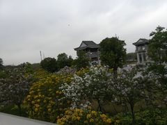 -王借岗森林公园