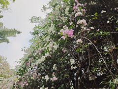 -深圳国际园林花卉博览园