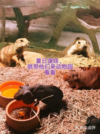 夏日遛娃～上海必打卡萌宠园～