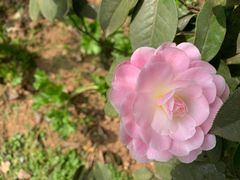 -南山植物园