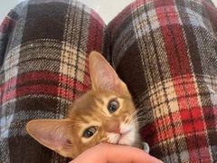 -猫十亿·布偶金渐层·曼基康矮脚猫舍(青年路店)