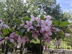 -海棠花溪(元大都城垣遗址公园)