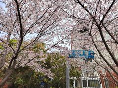 -高东镇樱花园