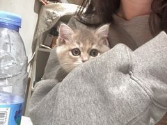 -爱妮康宠物医院·干细胞免疫细胞·肿瘤·心脏(张江店)