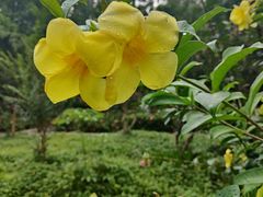 -深圳国际园林花卉博览园