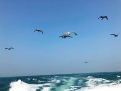 -海驴岛(荣成市)