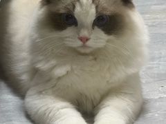 -唐小姐の猫狗洗护·购宠旗舰店(周浦万达店)