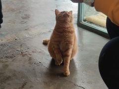 -喵屿·大理花园猫咖