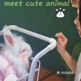合肥探店｜安哥拉巨兔体验馆