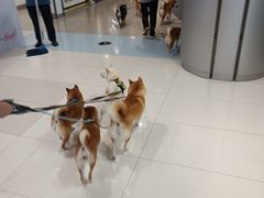 -大悦城(沈阳中街店)