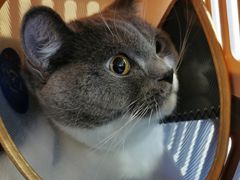 -萌兽医馆·犬猫专科·眼科中心·宠物医院(朝阳门分院)
