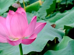 -莲池书院博物馆