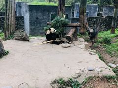 -都江堰中华大熊猫苑