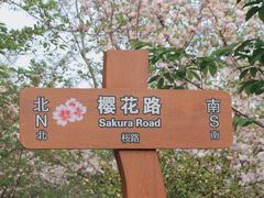 -顾村公园