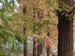 -白水寺森林公园