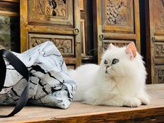 -喵屿·大理花园猫咖