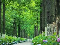 -合肥滨湖国家森林公园