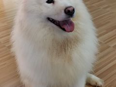 -喵小馆·猫咖狗咖猪咖·饮品店