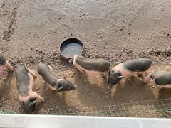 -前小桔亲子创意农场·草莓采摘·露营烧烤