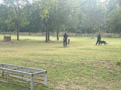 -北京京卫宠物寄养训练中心