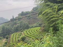 -杨家堂村