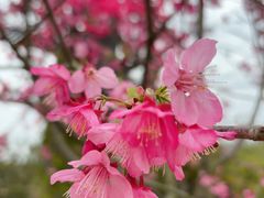 -天适樱花悠乐园