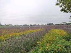 -紫颐香薰山谷景区
