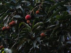 -荔枝公园(福田区)