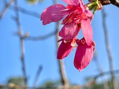 -莲花山公园