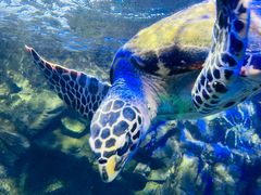 -太平洋海底世界