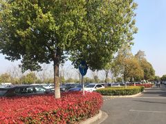 -顾村公园3号门停车场