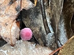 -午潮山国家森林公园