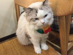 -滚猫咖啡·猫咖·猫友好撸猫(未来城店)