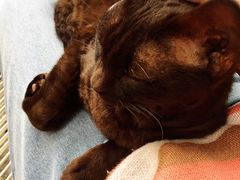 -喵屿·大理花园猫咖