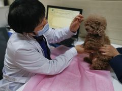 -北京观赏动物医院·24小时大型综合·猫专科·异宠专科