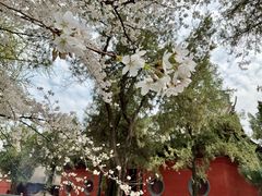 -洛阳白马寺