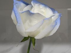 -FEI FEI FLOWER鲜花店·气球派对·宝宝宴布置(虹口德必运动Loft店)
