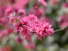 -上海市龙华烈士陵园