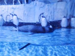 -芜湖新华联大白鲸海洋公园