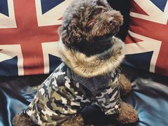 日系秋冬新款-Oh My Dog宠物沙龙(伊珊娜皮毛护理店)