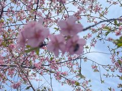 -顾村公园