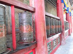 -塔尔寺菩提树