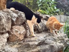 -菌自由丨野生菌火锅特色庭院餐厅(丽江古城店)